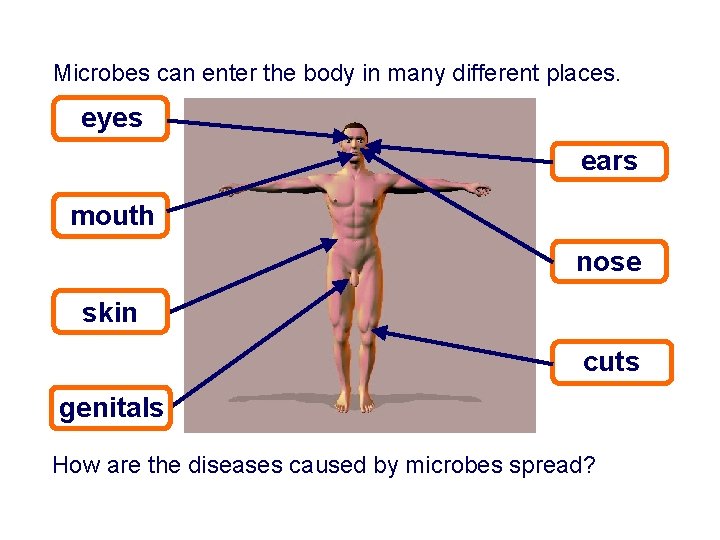 Microbes can enter the body in many different places. eyes ears mouth nose skin