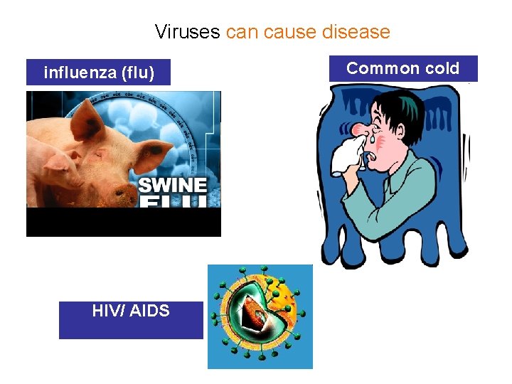 Viruses can cause disease influenza (flu) HIV/ AIDS Common cold 