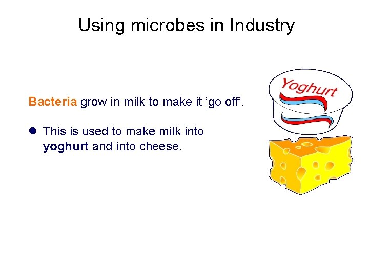 Using microbes in Industry Bacteria grow in milk to make it ‘go off’. l