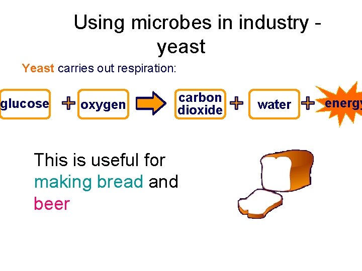 Using microbes in industry yeast Yeast carries out respiration: glucose oxygen carbon dioxide This