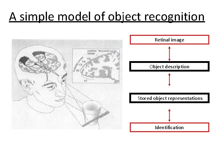 A simple model of object recognition Retinal image Object description Stored object representations Identification