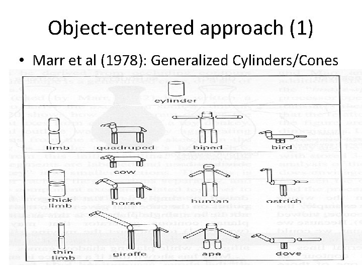 Object-centered approach (1) • Marr et al (1978): Generalized Cylinders/Cones 