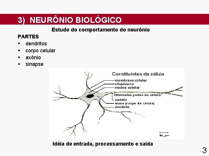 3) NEURÔNIO BIOLÓGICO Estudo do comportamento do neurônio PARTES § dendritos § corpo celular