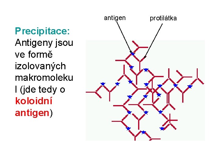 antigen Precipitace: Antigeny jsou ve formě izolovaných makromoleku l (jde tedy o koloidní antigen)
