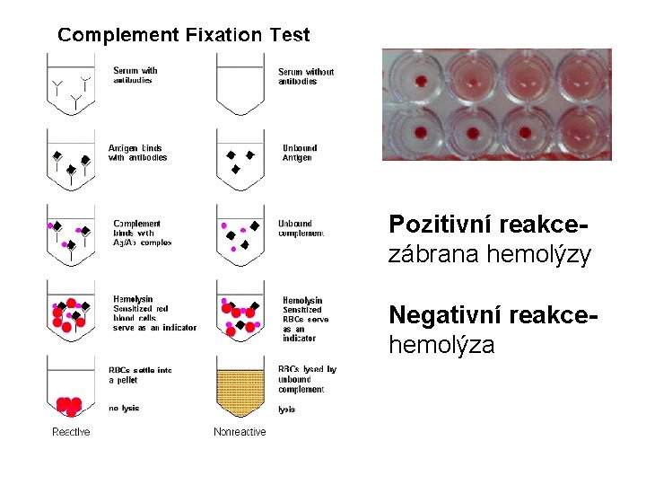 Pozitivní reakcezábrana hemolýzy Negativní reakcehemolýza 