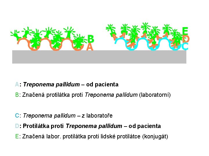 A: Treponema pallidum – od pacienta B: Značená protilátka proti Treponema pallidum (laboratorní) C: