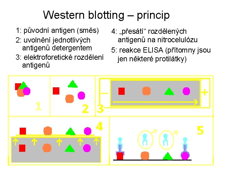 Western blotting – princip 1: původní antigen (směs) 2: uvolnění jednotlivých antigenů detergentem 3: