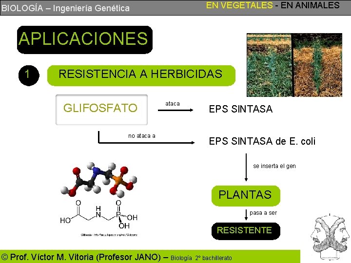 EN VEGETALES - EN ANIMALES BIOLOGÍA – Ingeniería Genética APLICACIONES 1 RESISTENCIA A HERBICIDAS