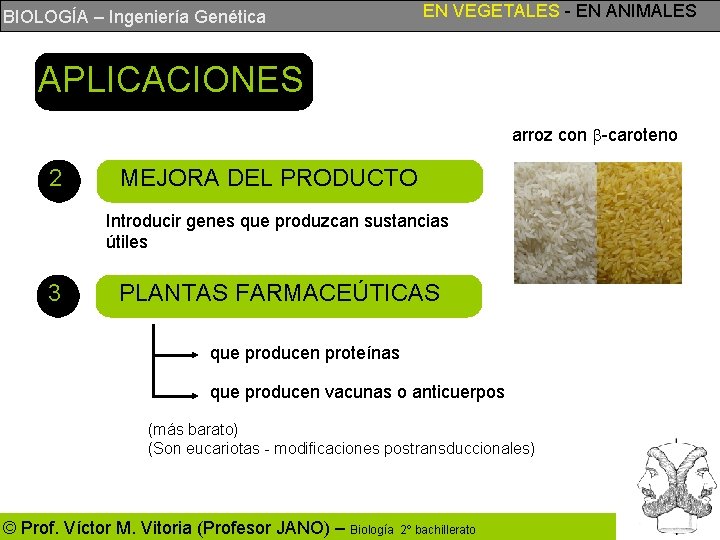 EN VEGETALES - EN ANIMALES BIOLOGÍA – Ingeniería Genética APLICACIONES arroz con b-caroteno 2