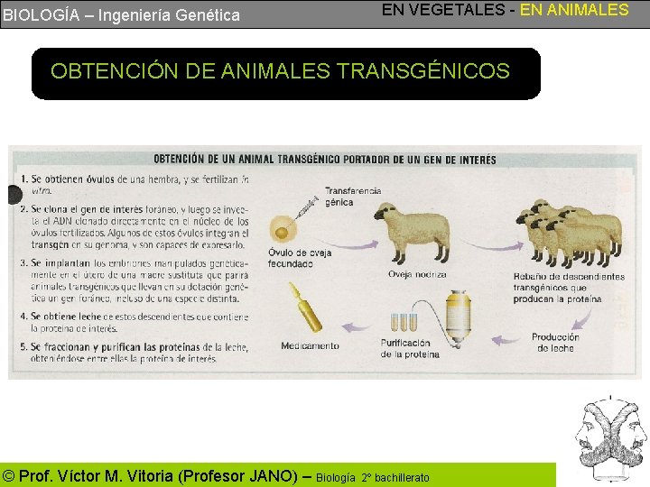 BIOLOGÍA – Ingeniería Genética EN VEGETALES - EN ANIMALES OBTENCIÓN DE ANIMALES TRANSGÉNICOS ©