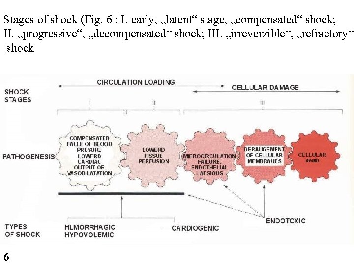 Stages of shock (Fig. 6 : I. early, „latent“ stage, „compensated“ shock; II. „progressive“, Stages of shock (Fig. 6 : I. early, „latent“ stage, „compensated“ shock; II. „progressive“,