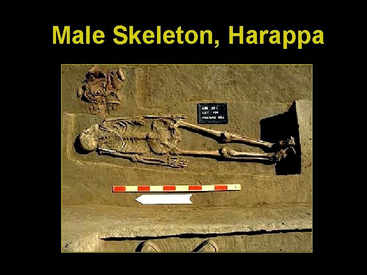 Male Skeleton, Harappa 