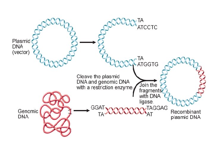 Genetics and Biotechnology 