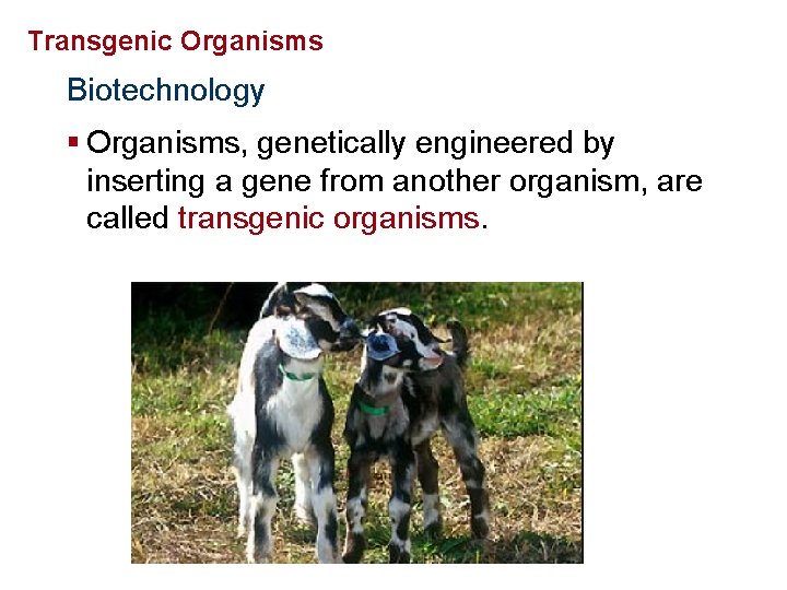 Genetics and Biotechnology Transgenic Organisms Biotechnology § Organisms, genetically engineered by inserting a gene