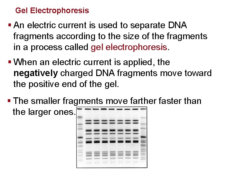 Genetics and Biotechnology Gel Electrophoresis § An electric current is used to separate DNA