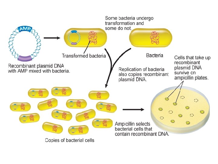 Genetics and Biotechnology 