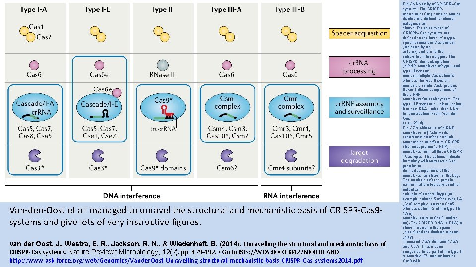 Van-den-Oost et all managed to unravel the structural and mechanistic basis of CRISPR-Cas 9