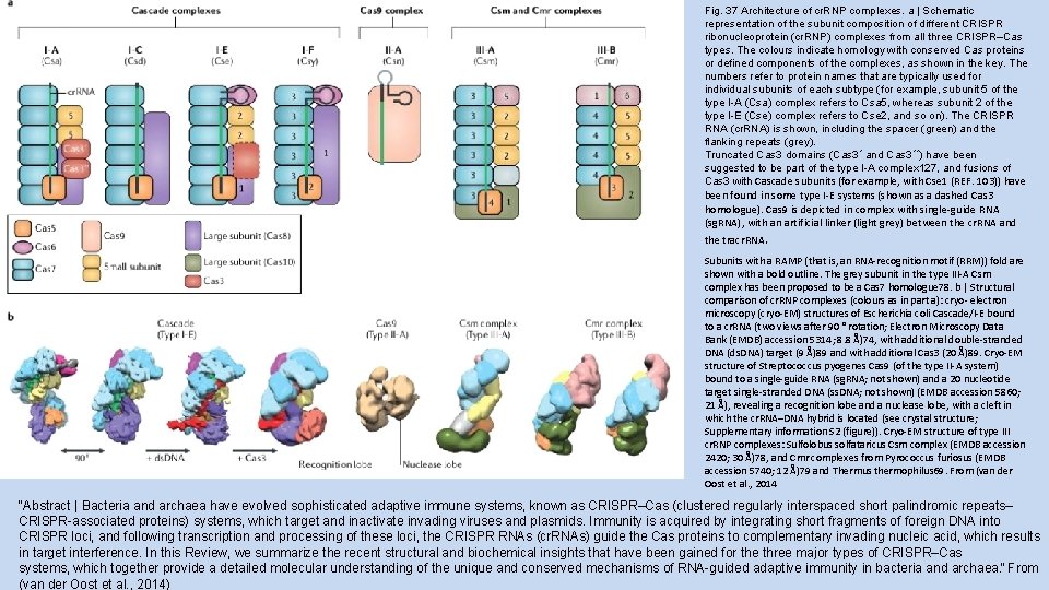 Fig. 37 Architecture of cr. RNP complexes. a | Schematic representation of the subunit