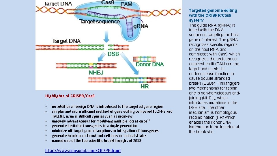 Highlights of CRISPR/Cas 9 • • no additional foreign DNA is introduced to the