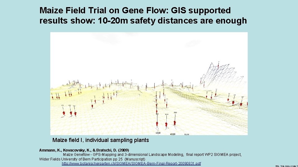 Maize Field Trial on Gene Flow: GIS supported results show: 10 -20 m safety