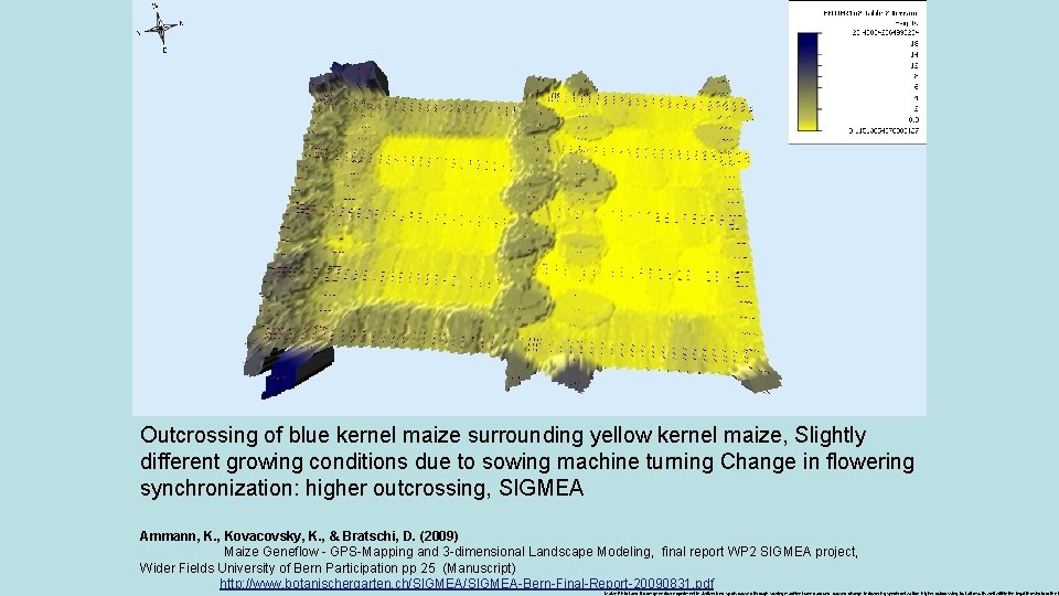 Outcrossing of blue kernel maize surrounding yellow kernel maize, Slightly different growing conditions due