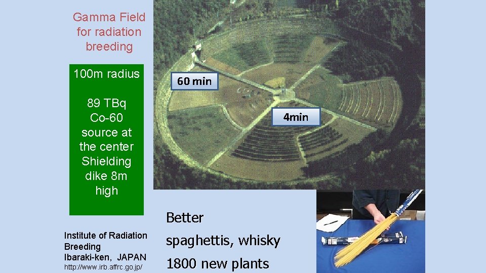 Gamma Field for radiation breeding 100 m radius Radiation breeding as field experiments 60