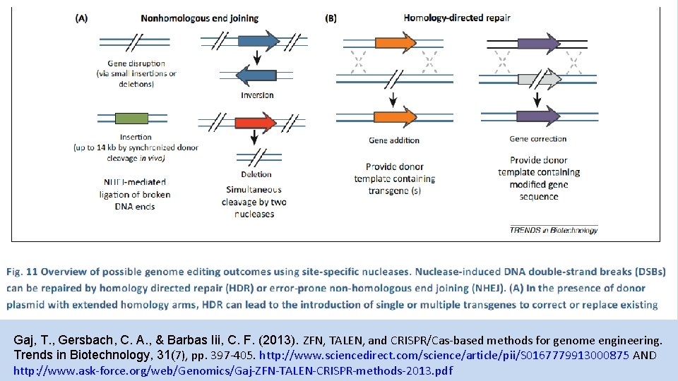 Gaj, T. , Gersbach, C. A. , & Barbas Iii, C. F. (2013). ZFN,