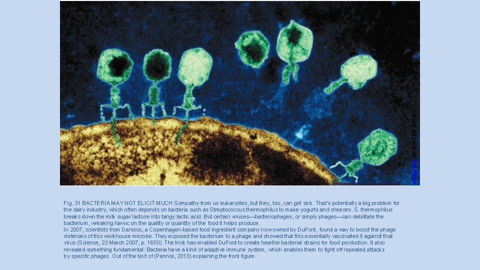 Fig. 31 BACTERIA MAY NOT ELICIT MUCH Sympathy from us eukaryotes, but they, too,