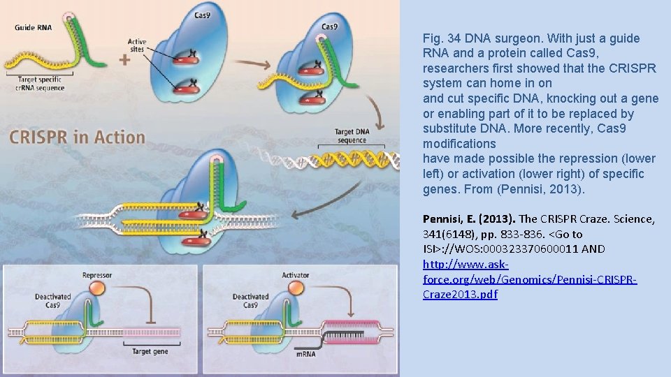 Fig. 34 DNA surgeon. With just a guide RNA and a protein called Cas