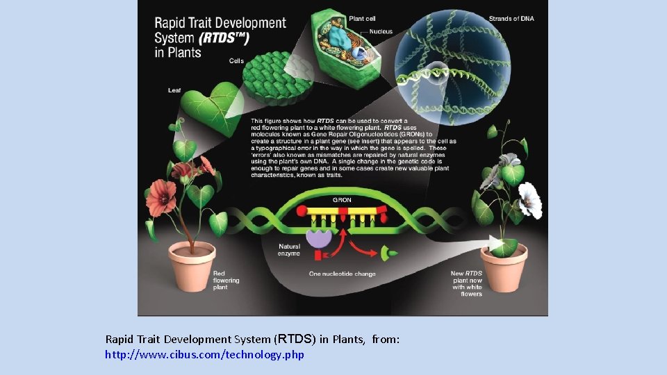 Rapid Trait Development System (RTDS) in Plants, from: http: //www. cibus. com/technology. php 