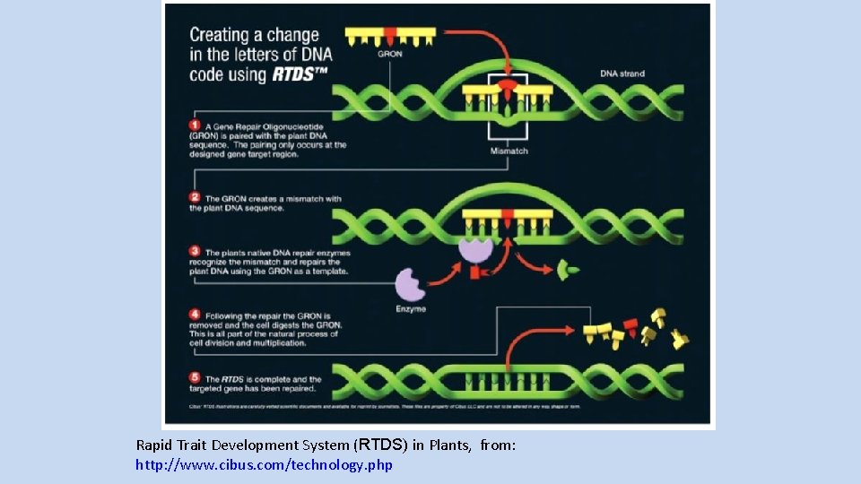 Rapid Trait Development System (RTDS) in Plants, from: http: //www. cibus. com/technology. php 