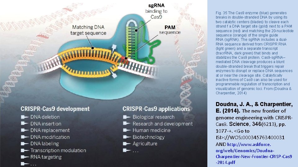 Fig. 35 The Cas 9 enzyme (blue) generates breaks in double-stranded DNA by using