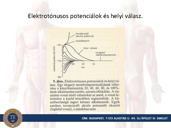 Elektrotónusos potenciálok és helyi válasz. 