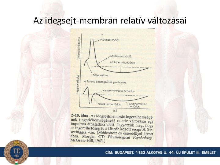 Az idegsejt-membrán relatív változásai 