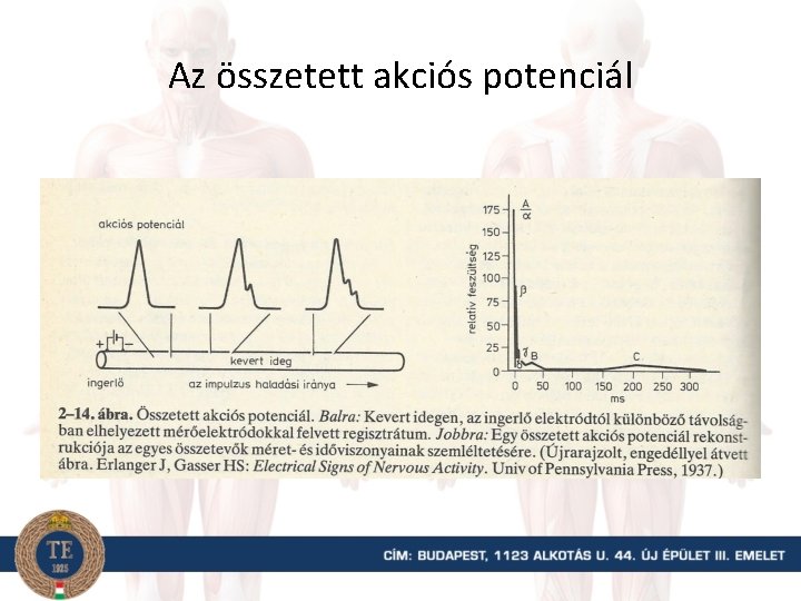 Az összetett akciós potenciál 