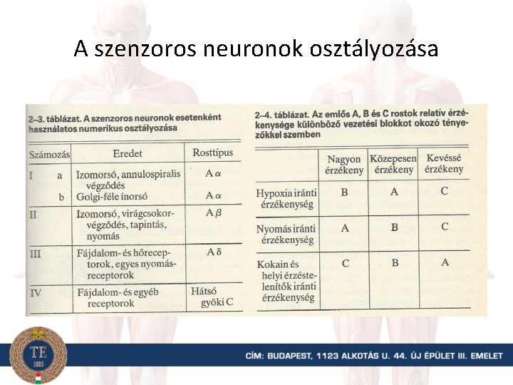 A szenzoros neuronok osztályozása 