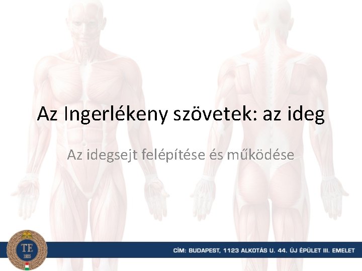 Az Ingerlékeny szövetek: az ideg Az idegsejt felépítése és működése 