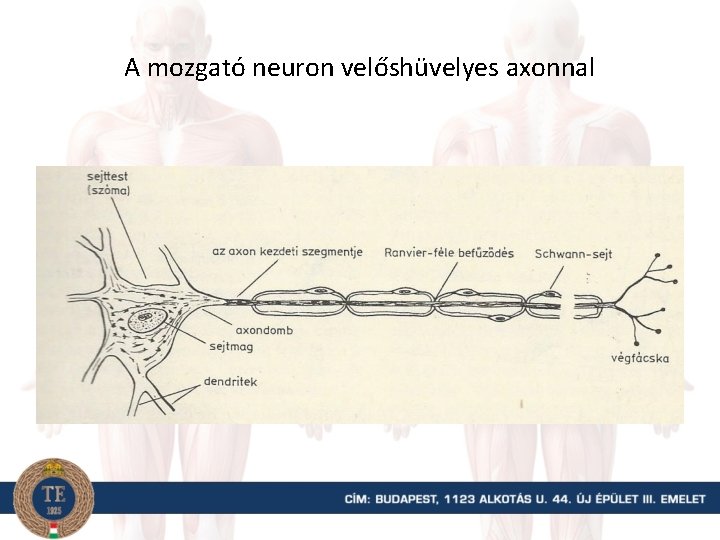 A mozgató neuron velőshüvelyes axonnal 