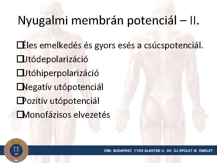 Nyugalmi membrán potenciál – II. �Éles emelkedés és gyors esés a csúcspotenciál. �Utódepolarizáció �Utóhiperpolarizáció