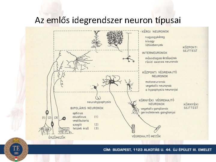 Az emlős idegrendszer neuron típusai 