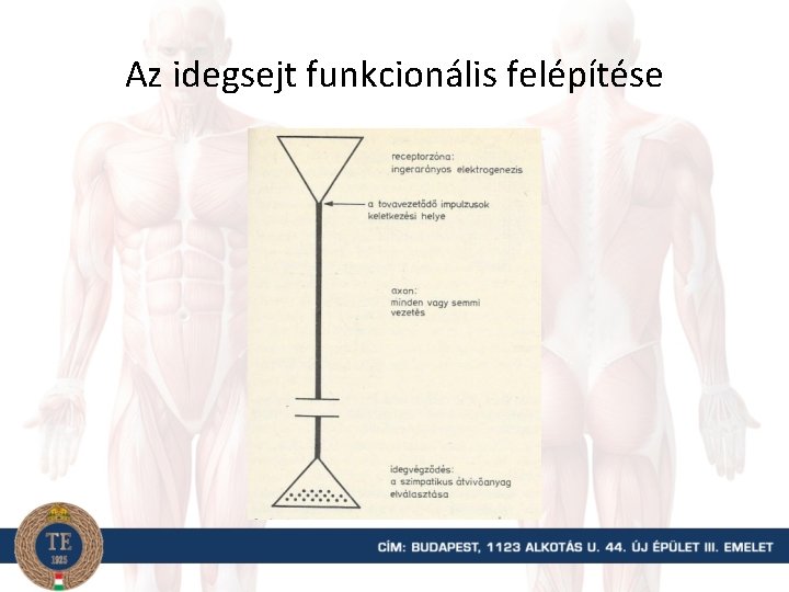 Az idegsejt funkcionális felépítése 