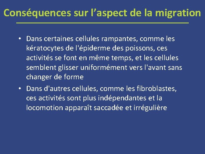 Conséquences sur l’aspect de la migration • Dans certaines cellules rampantes, comme les kératocytes