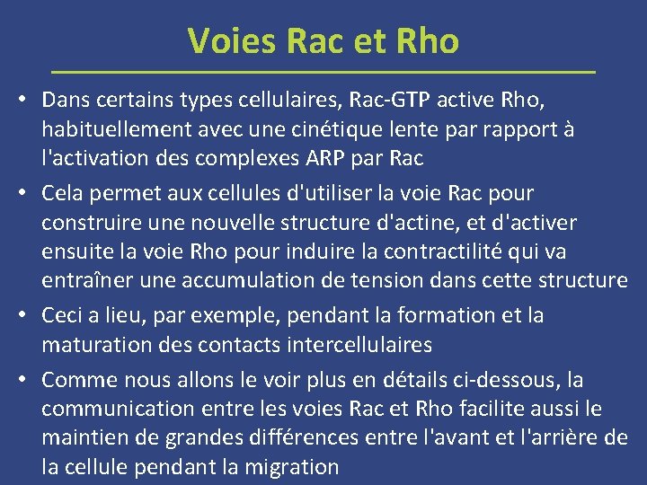 Voies Rac et Rho • Dans certains types cellulaires, Rac GTP active Rho, habituellement