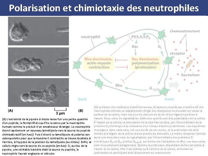 Polarisation et chimiotaxie des neutrophiles (B) La liaison des molécules bactériennes aux récepteurs couplés