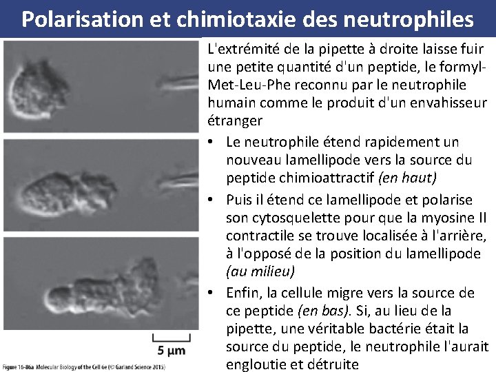 Polarisation et chimiotaxie des neutrophiles L'extrémité de la pipette à droite laisse fuir une