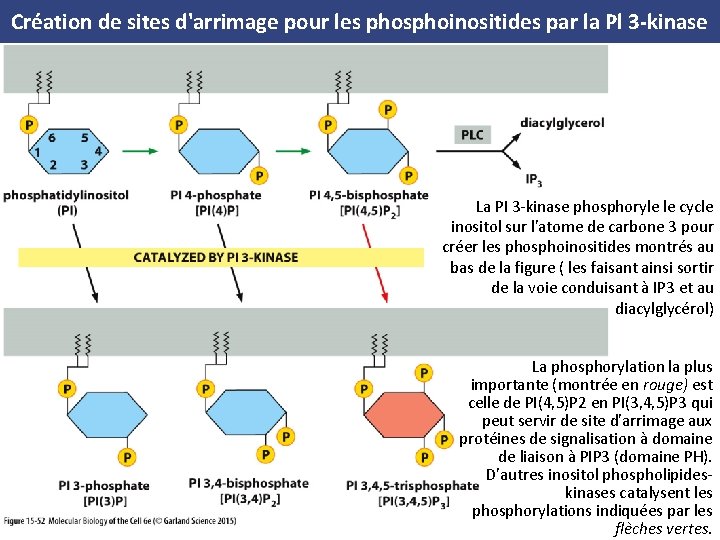 Création de sites d'arrimage pour les phosphoinositides par la Pl 3 kinase La PI