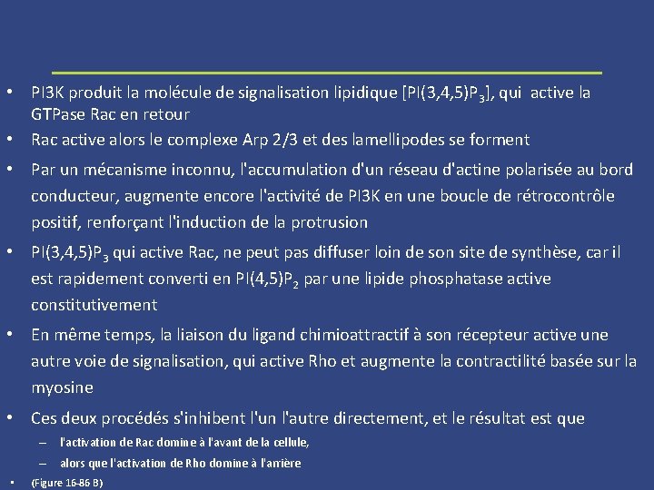  • PI 3 K produit la molécule de signalisation lipidique [PI(3, 4, 5)P