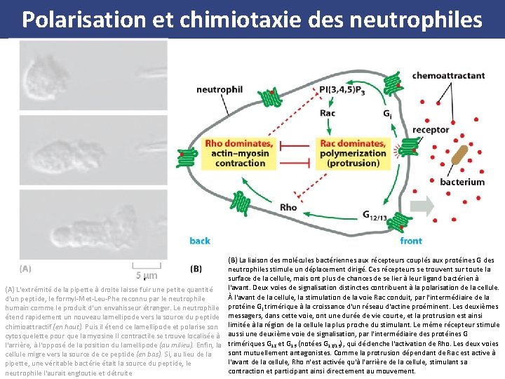 Polarisation et chimiotaxie des neutrophiles (B) La liaison des molécules bactériennes aux récepteurs couplés