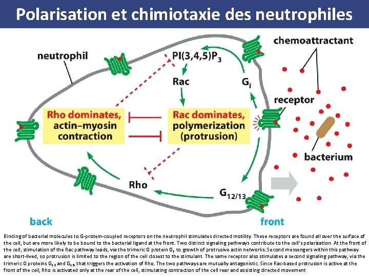 Polarisation et chimiotaxie des neutrophiles Binding of bacterial molecules to G protein coupled receptors