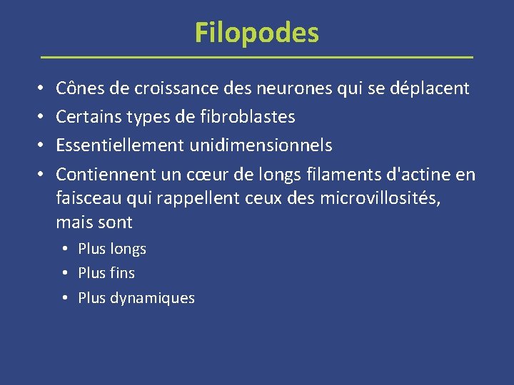 Filopodes • • Cônes de croissance des neurones qui se déplacent Certains types de